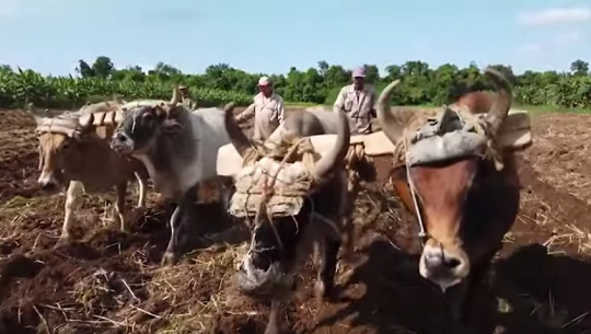 📹 Cienfuegos: Agricultura en Revolución