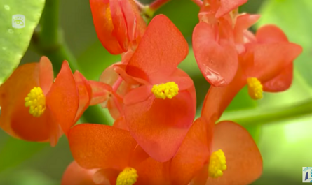 Conozca el orquideario con la mayor colección de orquídeas de toda Cuba