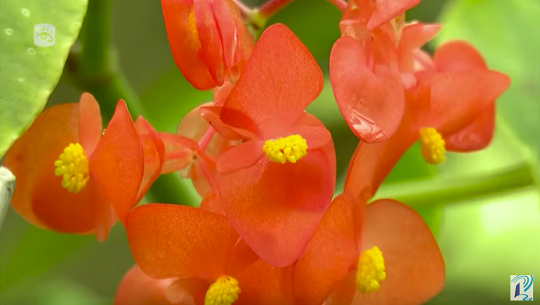 📹 Conozca el orquideario con la mayor colección de orquídeas de Cuba