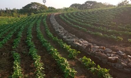 Ejecutan acciones para conservación de los suelos en Cienfuegos