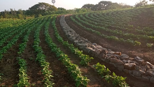 Ejecutan acciones para conservación de los suelos en Cienfuegos (+Fotos)