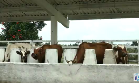 La ganadería cubana también sufre el impacto del bloqueo del gobierno de EE.UU