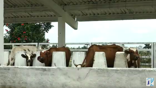 📹 La ganadería cubana también sufre el impacto del bloqueo del gobierno de EE.UU.