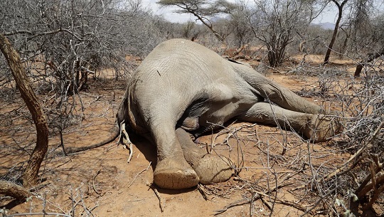 🎧 La sequía en Kenia, una emergencia sin fin