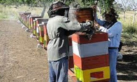 Cienfuegos: Cosecha de miel de abejas cercana a las 700 toneladas