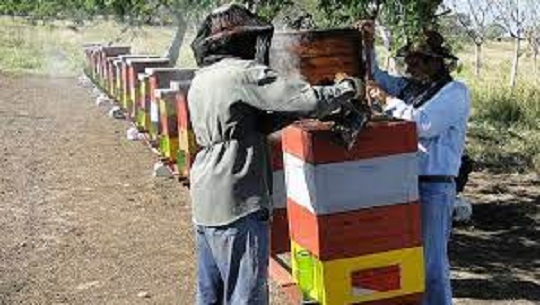 Entregan trofeos a mejores productores de miel en Cienfuegos 