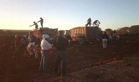 Rodas: dedican jornada de siembra de caña al natalicio 170 de José Martí