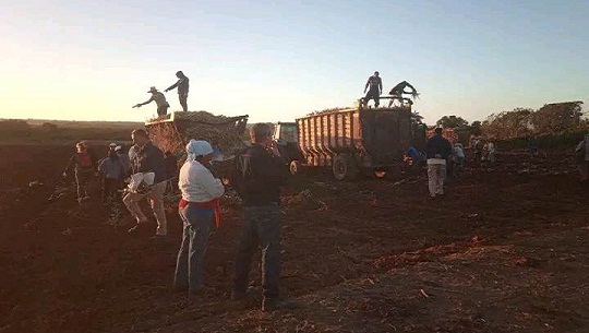 Rodas: dedican jornada de siembra de caña al natalicio 170 de José Martí