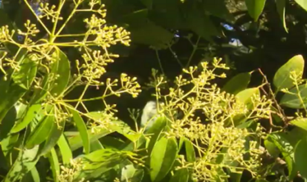 Propicia Jardín Botánico de Cienfuegos incremento de frutales para el territorio