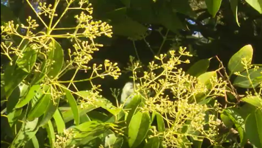 📹 Propicia Jardín Botánico de Cienfuegos incremento de frutales