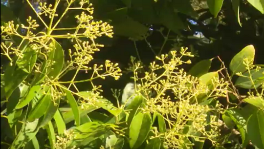 Propicia Jardín Botánico de Cienfuegos incremento de frutales para el territorio