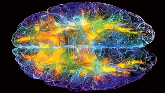 Neuroplasticidad: el extraordinario poder de nuestro cerebro para transformarse y repararse