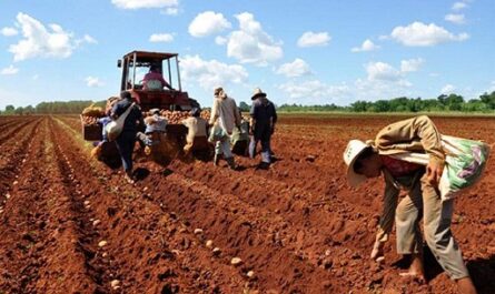 Las semillas importadas de papas con destino al polo productivo de Horquita, en la provincia de Cienfuegos, aparecen plantadas en 400 hectáreas y las faenas culminaron el pasado 5 de enero. 