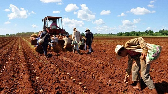 Las semillas importadas de papas con destino al polo productivo de Horquita, en la provincia de Cienfuegos, aparecen plantadas en 400 hectáreas y las faenas culminaron el pasado 5 de enero. 