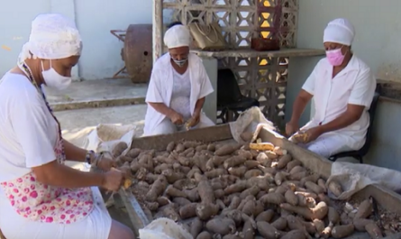 PRODUCEN HARINA DE YUCA COMO ALTERNATIVA PARA ELABORAR ALIMENTOS EN CIENFUEGOS