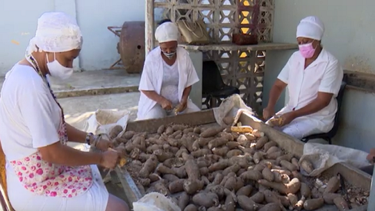 PRODUCEN HARINA DE YUCA COMO ALTERNATIVA PARA ELABORAR ALIMENTOS EN CIENFUEGOS