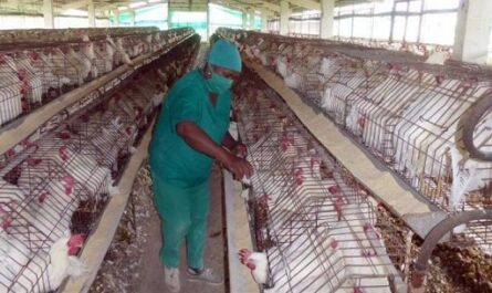 Cuba se mantiene libre de influenza aviar pese a casos confirmados