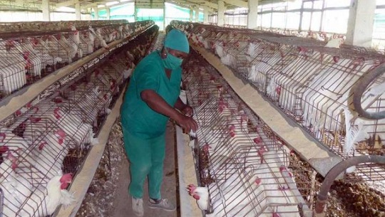Cuba se mantiene libre de influenza aviar pese a casos confirmados