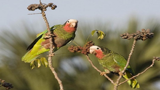 Cuba hosts Foto al Vuelo 2023 nature photography contest