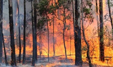 Fuerzas de diversos organismos y voluntarios continúan hoy en las labores de control de un incendio, catalogado de muy peligroso, en la zona montañosa de Pinares de Mayarí, en el oriente de Cuba.