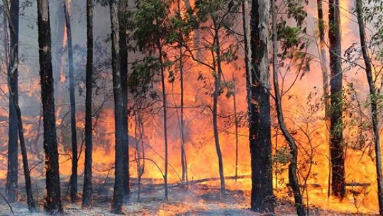 Incendio en zona montañosa de Cuba afecta áreas protegidas