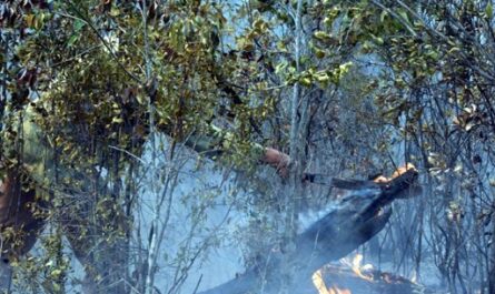 Enero con cifra récord de incendios forestales en Cuba