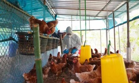 Cuba informa presencia de influenza aviar