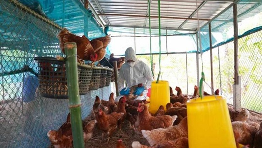 Cuba informa presencia de influenza aviar