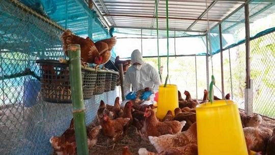 Cuba confirms entry, very limited, of Avian Influenza