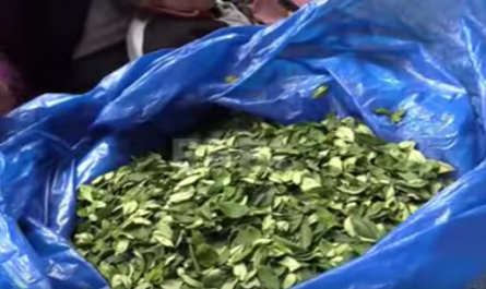 La hoja de coca en Bolivia un símbolo cultural que busca su despenalización