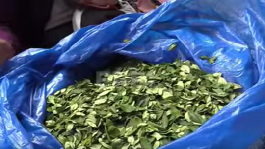 La hoja de coca en Bolivia un símbolo cultural que busca su despenalización