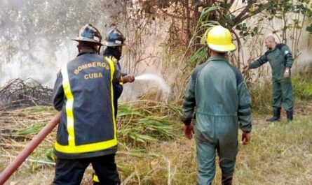Más de tres mil 600 hectáreas de bosques de pinos, pastizales y cafetos están afectados hasta el momento por el gran incendio en Pinares de Mayarí, en el oriente de Cuba, informaron hoy autoridades medioambientales.