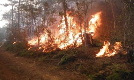 Sobre el impacto económico y medioambiental de los incendios forestales versa la emisión del 4 de marzo del Magazín Económico, de Radio Ciudad del Mar.
