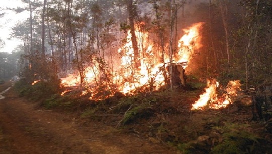 Sobre el impacto económico y medioambiental de los incendios forestales versa la emisión del 4 de marzo del Magazín Económico, de Radio Ciudad del Mar.