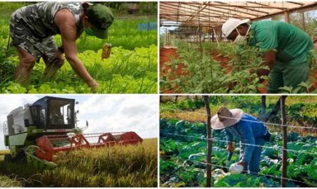 Aquí el Pueblo Producción de alimentos