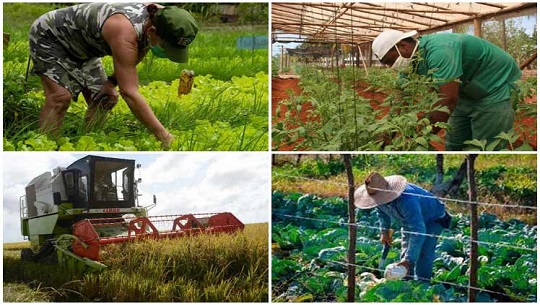 La producción de alimentos, prioridad del gobierno cubano