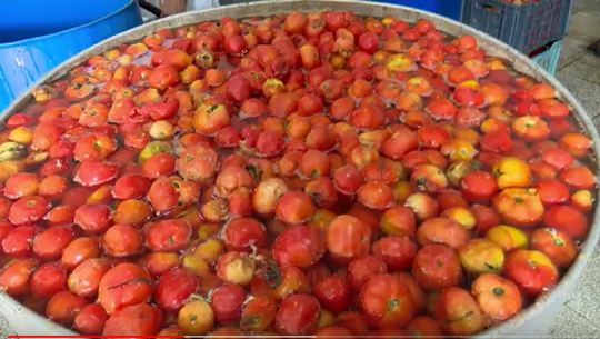 En plena zafra del tomate minindustrias cienfuegueras