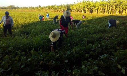 Garantizar alimentos a quienes hacen la zafra en Cienfuegos