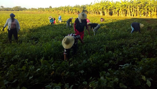 Garantizar alimentos a quienes hacen la zafra en Cienfuegos