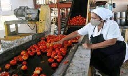 Magazine económico, Procesamiento del tomate y otros vegetales en Cienfuegos