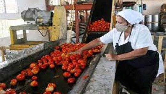 Magazine económico, Procesamiento del tomate y otros vegetales en Cienfuegos