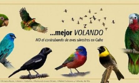 Demandan aumentar enfrentamiento a infracciones referidas a la flora y fauna