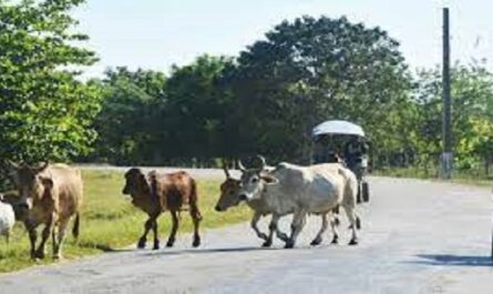 Llama Jefatura de Tránsito en Cienfuegos a evitar animales sueltos en la vía