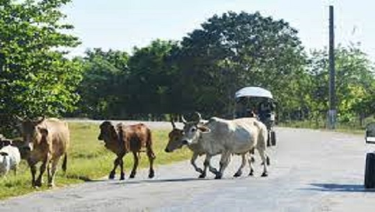 Llama Jefatura de Tránsito en Cienfuegos a evitar animales sueltos en la vía