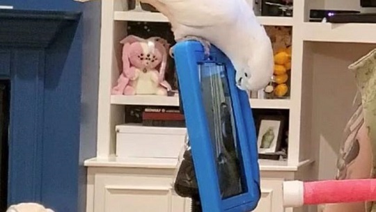 El Internet de los animales ya está aquí (+ Video)
