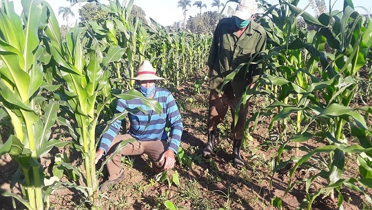 Fincas agroecológicas para mejor uso de recursos en Cienfuegos (+Fotos y Video)