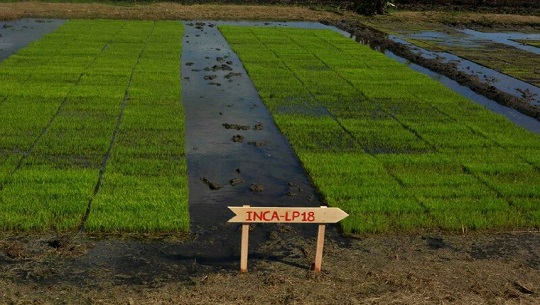 En Cienfuegos, nuevas variedades de arroz con buenas propiedades