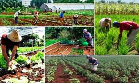 Crónica al campesinado cubano