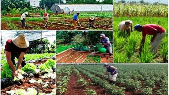 Crónica al campesinado cubano