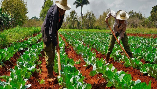 Sobresale Cienfuegos en emulación nacional por el Día del Campesino 